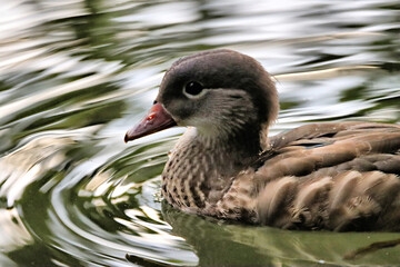 Duck