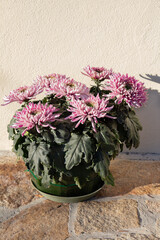 Chrysanthemum plant for tombstones