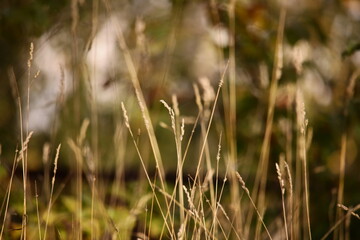 A detailed view of a group of tall grasses, with intricate textures and structures