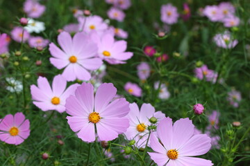 ピンク色のコスモスの花