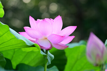 Obraz premium 清らかに咲き誇る古代ハス。 2025年7月22日.25日東京都町田市薬師池公園で撮影 