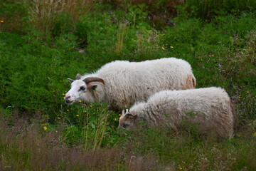 Fototapeta premium Le 