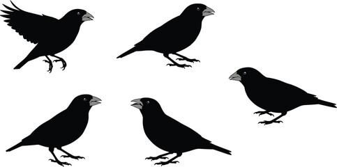 Silhouette illustration of Darwin finches with different beak shapes, evolutionary adaptation, bird diversity, natural selection, isolated black silhouettes, biology study