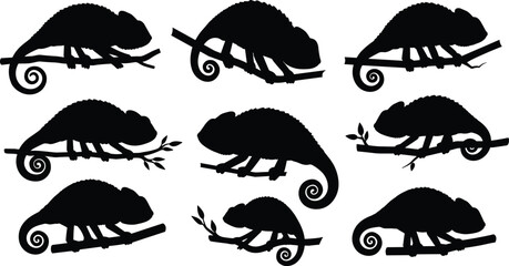 Silhouette chameleons on branches, reptile wildlife illustration, curled tails, exotic lizard poses, tropical nature design, animal vector art collection