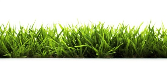 lush, verdant, tall, vibrant green grass, detailed textures, photorealistic, closeup, clean background, studio lighting, high-quality, 4k
