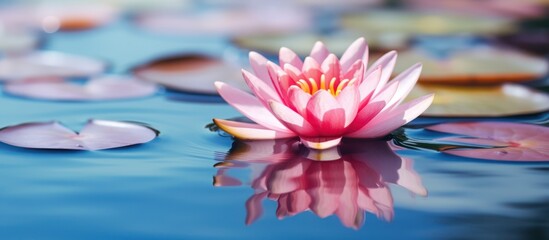 cinematic, close-up, vibrant color, water lily, lotus flower, serene pond, reflections, bokeh background, soft focus, tranquil, majestic, natural beauty, botanical, detailed petals, calming, zen-like

