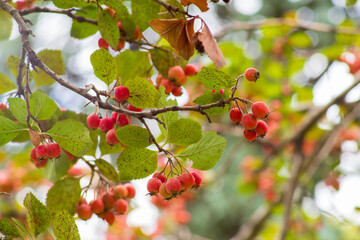 Hawthorn berries, blood-red hawthorn (Crataegus sanguinea)
