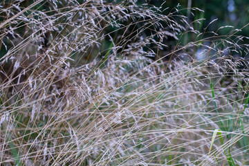 Dry grass close-up with selective focus, natural texture background