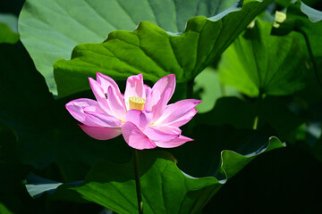 清らかに咲き誇る古代ハス。
2025年7月22日.25日東京都町田市薬師池公園で撮影
