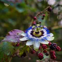 Macro of a passion flower with vibrant filaments and a star-shaped center. Ideal for botanical visuals. Note: The flower is not organically attached to the stem depicted.
