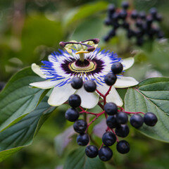 Macro of a passion flower with vibrant filaments and a star-shaped center. Ideal for botanical visuals. Note: The flower is not organically attached to the stem depicted.