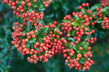 Close-up of ripe red berries on green shrub with single yellow leaf. Vivid nature texture ideal for autumn themes, botanical visuals, and seasonal design elements.