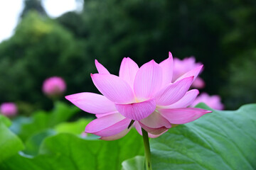 清らかに咲き誇る古代ハス。
2025年7月22日.25日東京都町田市薬師池公園で撮影
