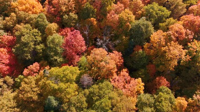 colorful autumn leaves