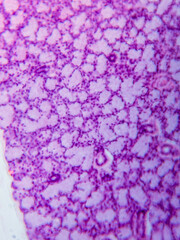 Dog Sublingual Gland Histology