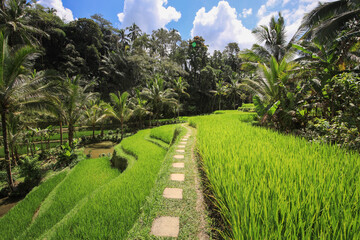Path winds through a lush green field of rice