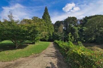 シンボルツリーと空