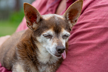 Chihuahua dog in the arms of a woman. Selective focus.