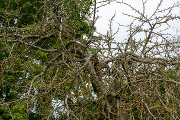 Branches of a tree with yellow lichen on the branches.