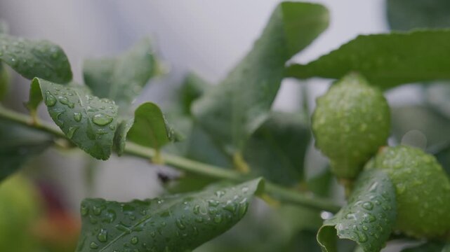 Raccolta Limoni sulla Pianta