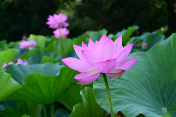 清らかに咲き誇る古代ハス。
2025年7月22日.25日東京都町田市薬師池公園で撮影
