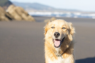 mis dogon the beach © Patricia Sierra