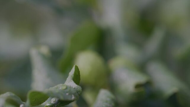 Raccolta Limoni sulla Pianta