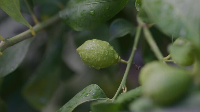 Raccolta Limoni sulla Pianta
