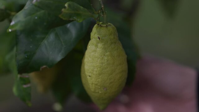 Raccolta Limoni sulla Pianta