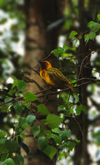 bird on a branch