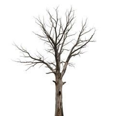 Bare tree with intricate branches isolated on transparent background, a stark silhouette