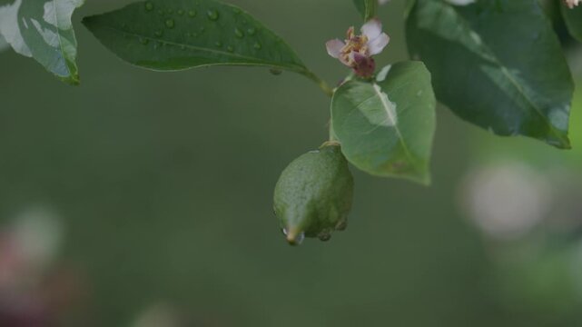 Raccolta Limoni sulla Pianta