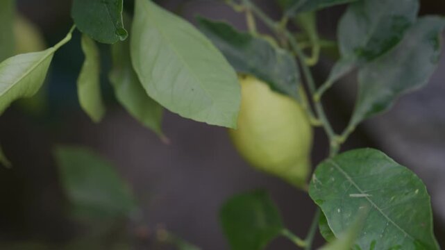 Raccolta Limoni sulla Pianta