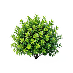 Obraz premium Bright Green Bush with Dense Leaves and Clipping Path No Background