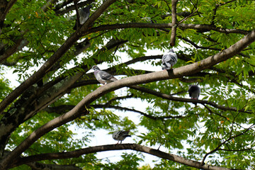 Pigeon, dove, bird, nature, wildlife, urban, animal, outdoors, tree, branch, leaves, foliage, canopy, greenery, forest, park, city life, resting, sitting, flying, group, flock, multiple, looking,