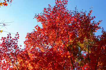 真っ赤に色づいたモミジの葉