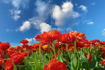 Naklejka premium Blooming Red Tulips Under Clear Blue Sky