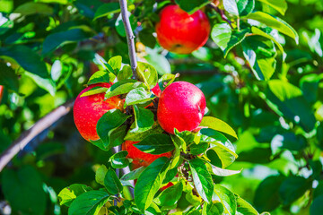 Close up view of red apples growing on tree branch with green leaves in bright sunlight. Sweden.