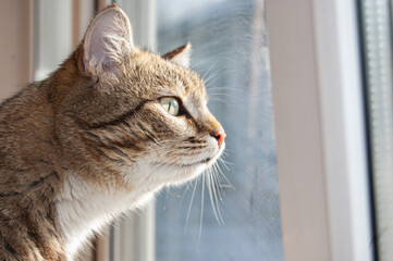 The tabby cat looks out the window, wants to go outside. Close-up.