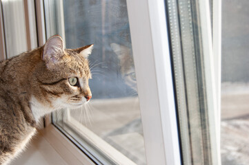 The tabby cat looks out the window, wants to go outside. Close-up.