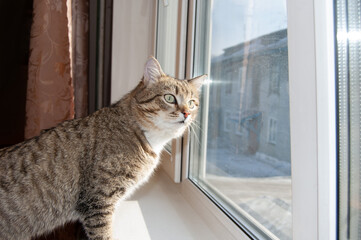 The tabby cat looks out the window, wants to go outside. Close-up.