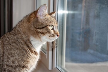 The tabby cat looks out the window, wants to go outside. Close-up.
