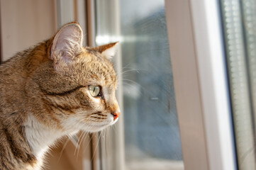 The tabby cat looks out the window, wants to go outside. Close-up.