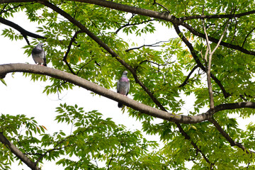 Fototapeta premium Pigeon, dove, bird, nature, wildlife, urban, animal, outdoors, tree, branch, leaves, foliage, canopy, greenery, forest, park, city life, resting, sitting, flying, group, flock, multiple, looking,