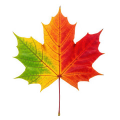 Fototapeta premium A maple leaf showing a gradient of autumn colors isolated on transparent background