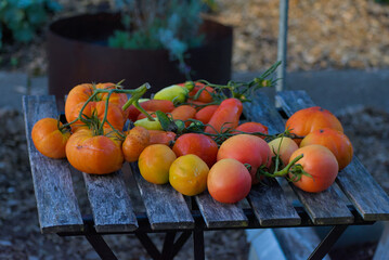 A close-up shot of a colorful pile of freshly harvested, heirloom tomatoes in shades of orange, yellow, and red, resting on rustic wooden planks.