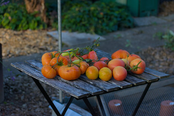 A close-up shot of a colorful pile of freshly harvested, heirloom tomatoes in shades of orange, yellow, and red, resting on rustic wooden planks.