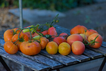 A close-up shot of a colorful pile of freshly harvested, heirloom tomatoes in shades of orange, yellow, and red, resting on rustic wooden planks.