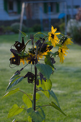 A sunflower with a dark, decorative metal stake featuring small house and garden tool silhouettes stands in a grassy yard on a misty morning.