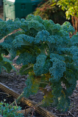 A close-up, vertical shot of fresh kale with deeply curled blue-green leaves and visible frost or dew, illuminated by bright morning sunlight.